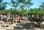 Kiên trì nuôi đà điểu, anh nông dân Hà Giang thu lãi nửa tỷ đồng mỗi lứa